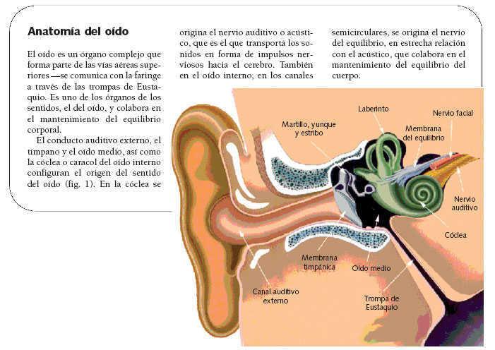 De acuerdo con Insignia Memorizar Afecciones comunes del oído | Farmacia Profesional