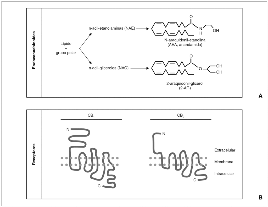 Estrutura química da anandamida e do 2-glicerol araquidonil (2-AG)