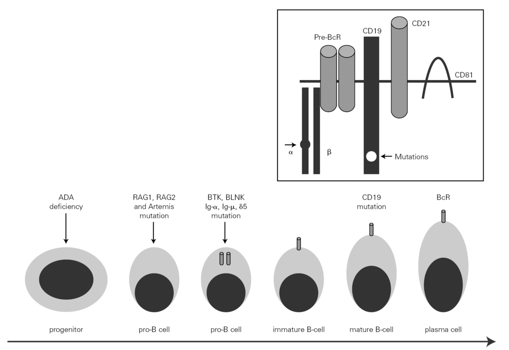 Rare IL2 dendrite extension defects in dig-1 mutants are enhanced