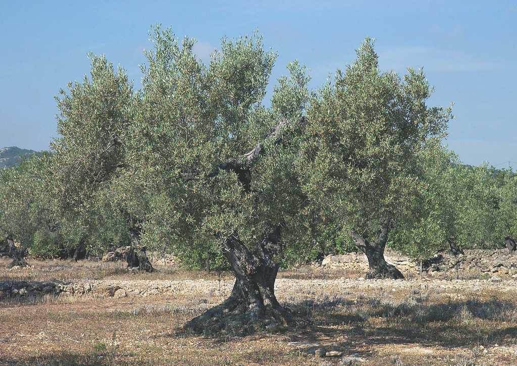 El olivo | Offarm