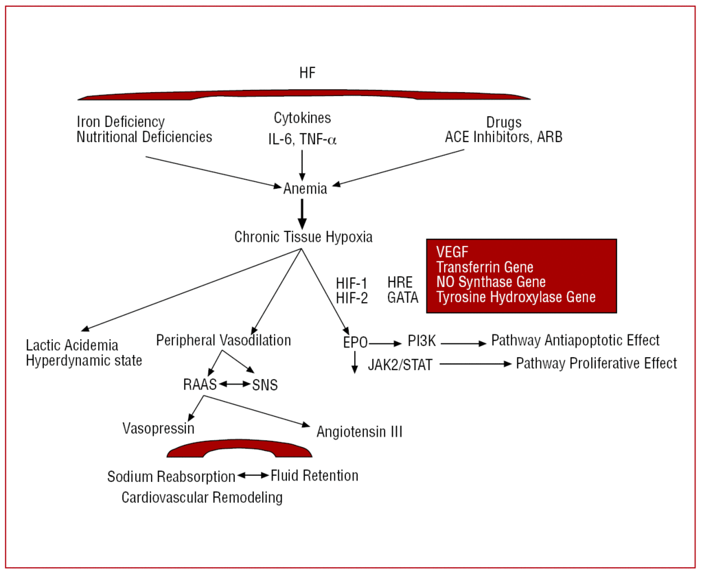 Anemia In Heart Failure Pathophysiology Pathogenesis Treatment And Incognitae Revista Espanola De Cardiologia