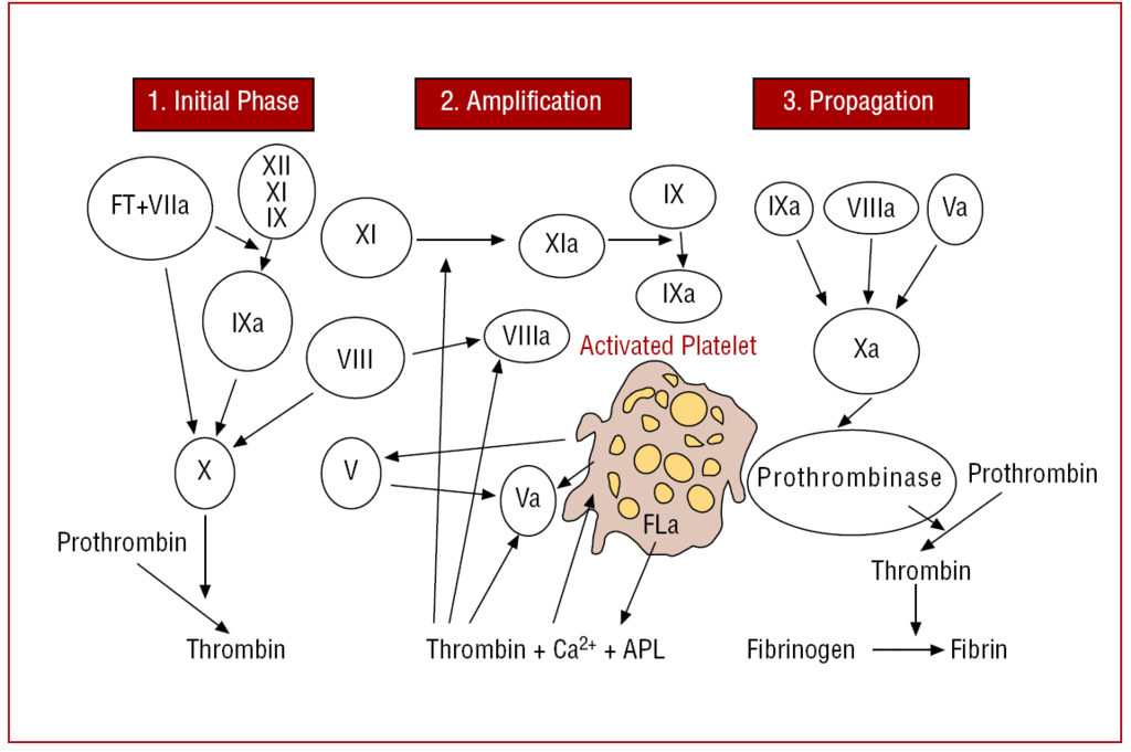 The New Coagulation Cascade And Its Possible Influence On The