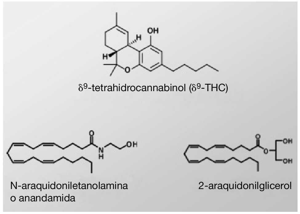 Implicación del sistema cannabinoide endógeno en el alcoholismo