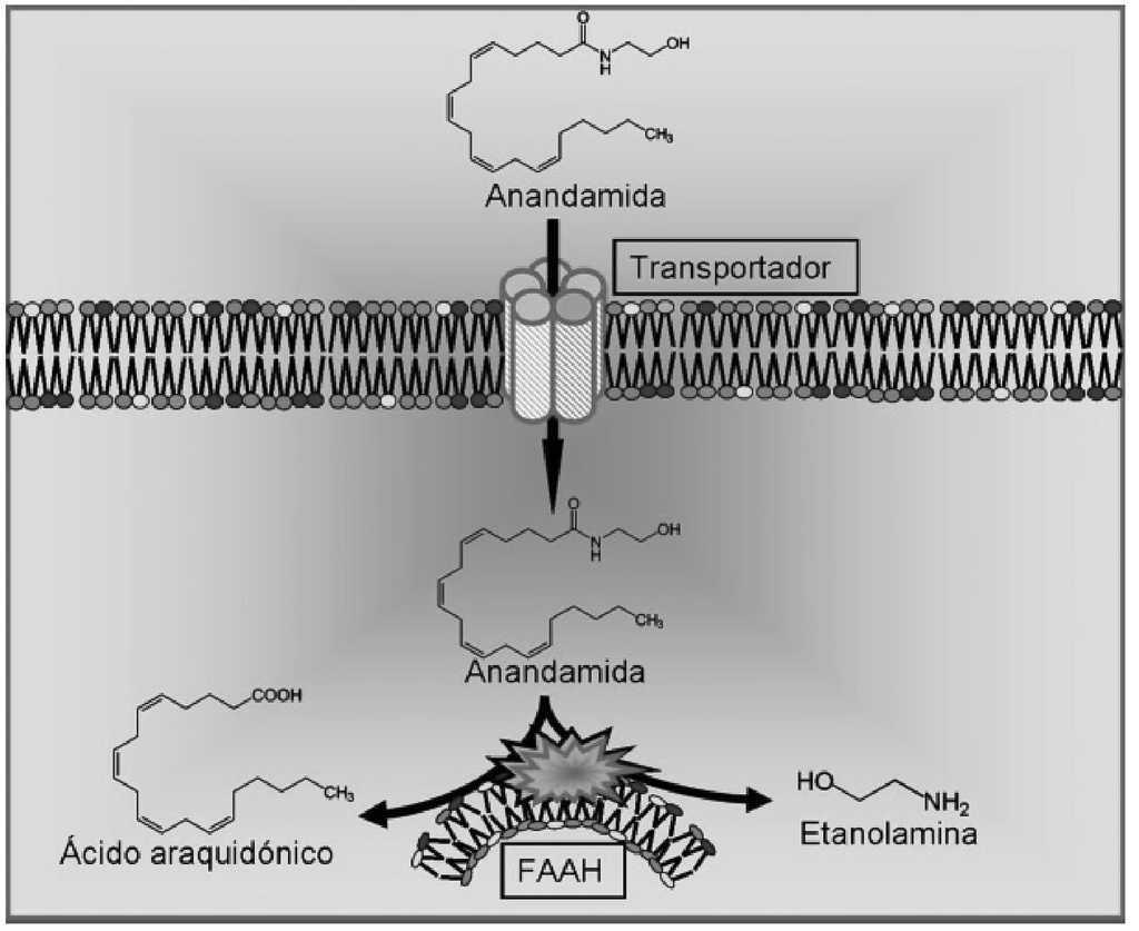 La anandamida, el principal endocannabinoide, se libera a partir de un