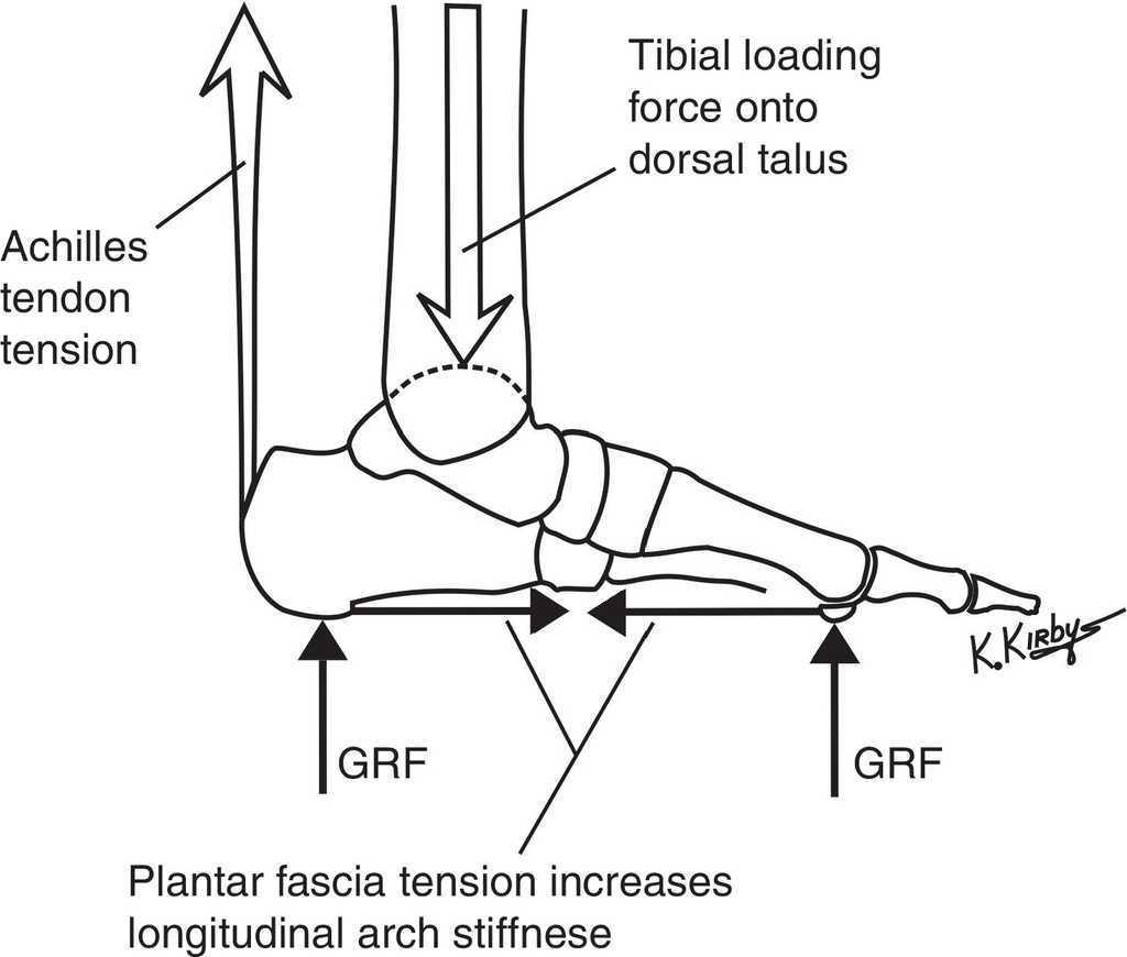 Longitudinal arch load-sharing system of the foot | Revista Española de ...