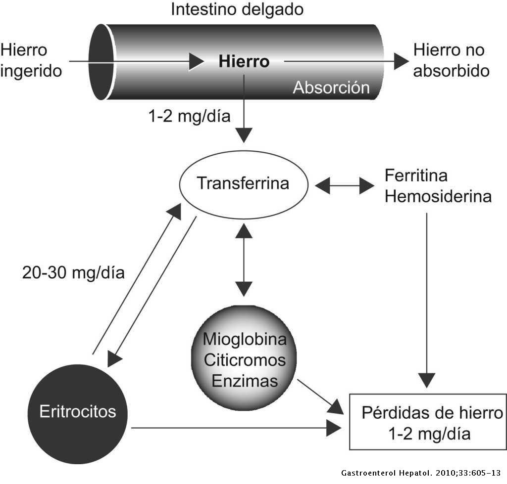 Paloma para justificar Fragante Anemia ferropénica y uso de hierro endovenoso en patología digestiva |  Gastroenterología y Hepatología