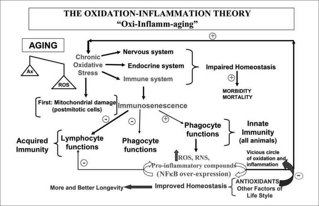 Role Of The Immune System In Aging Inmunología