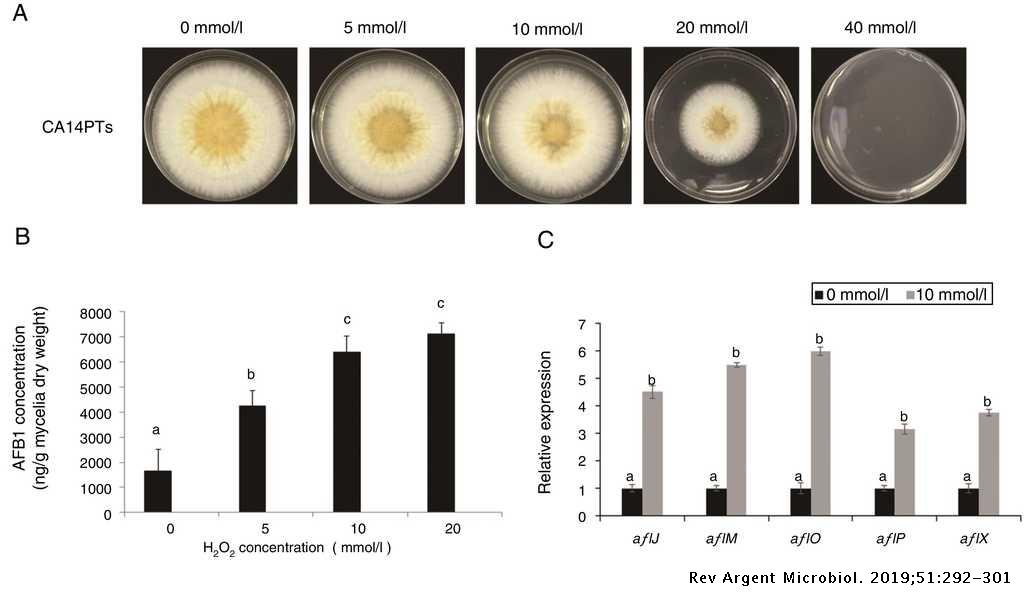 The Bzip Transcription Factor Afap1 Mediates The Oxidative Stress Response And Aflatoxin Biosynthesis In Aspergillus Flavus Revista Argentina De Microbiologia