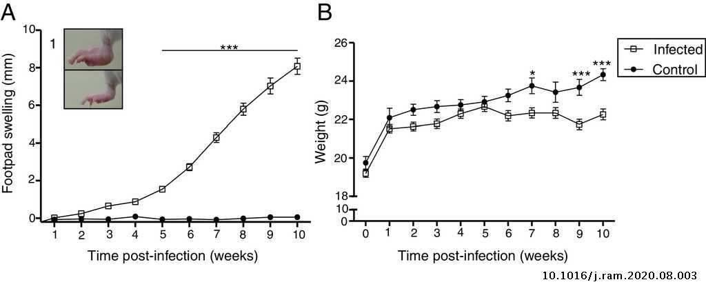 Leishmania L Amazonensis Infection Impairs Reproductive And Fetal Parameters In Female Mice Revista Argentina De Microbiologia