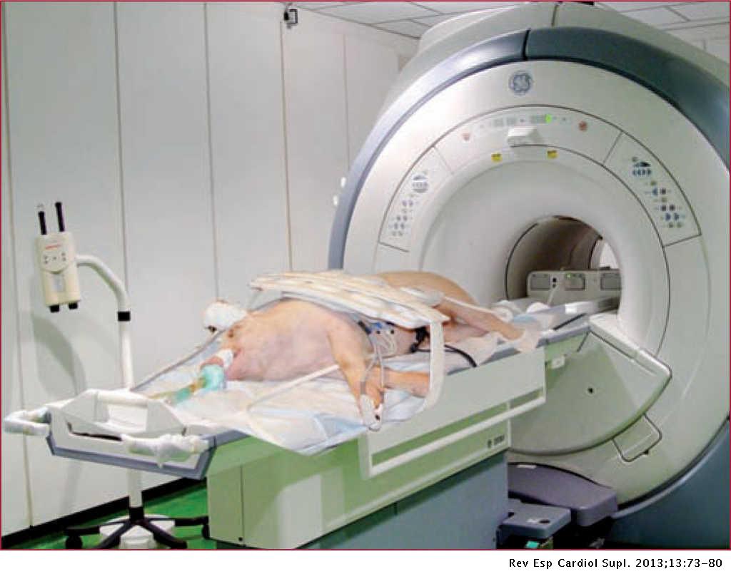 Resonancia magnética cardiaca en modelos animales de Cardiología