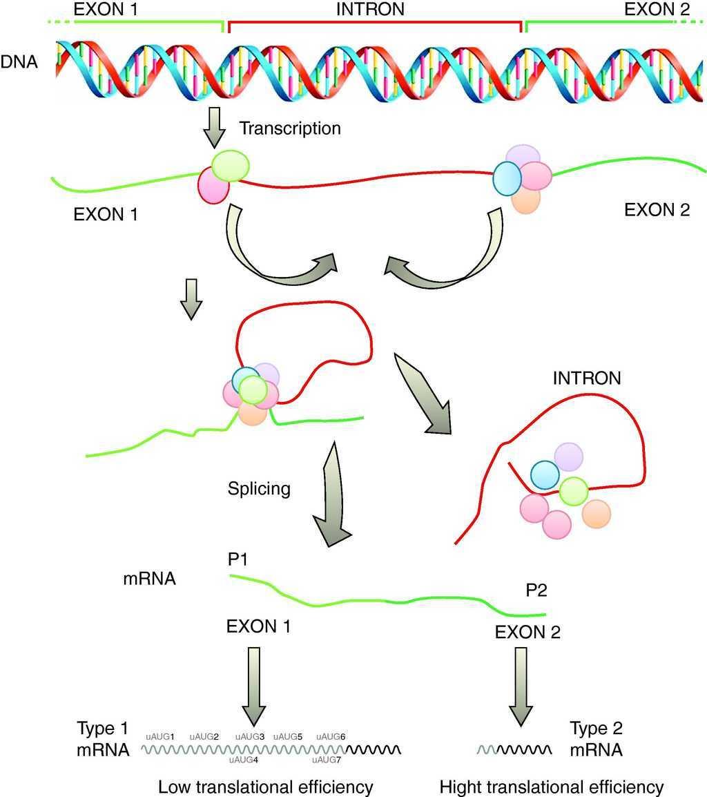 The role of the SHOX gene in the pathophysiology of Turner syndrome ...