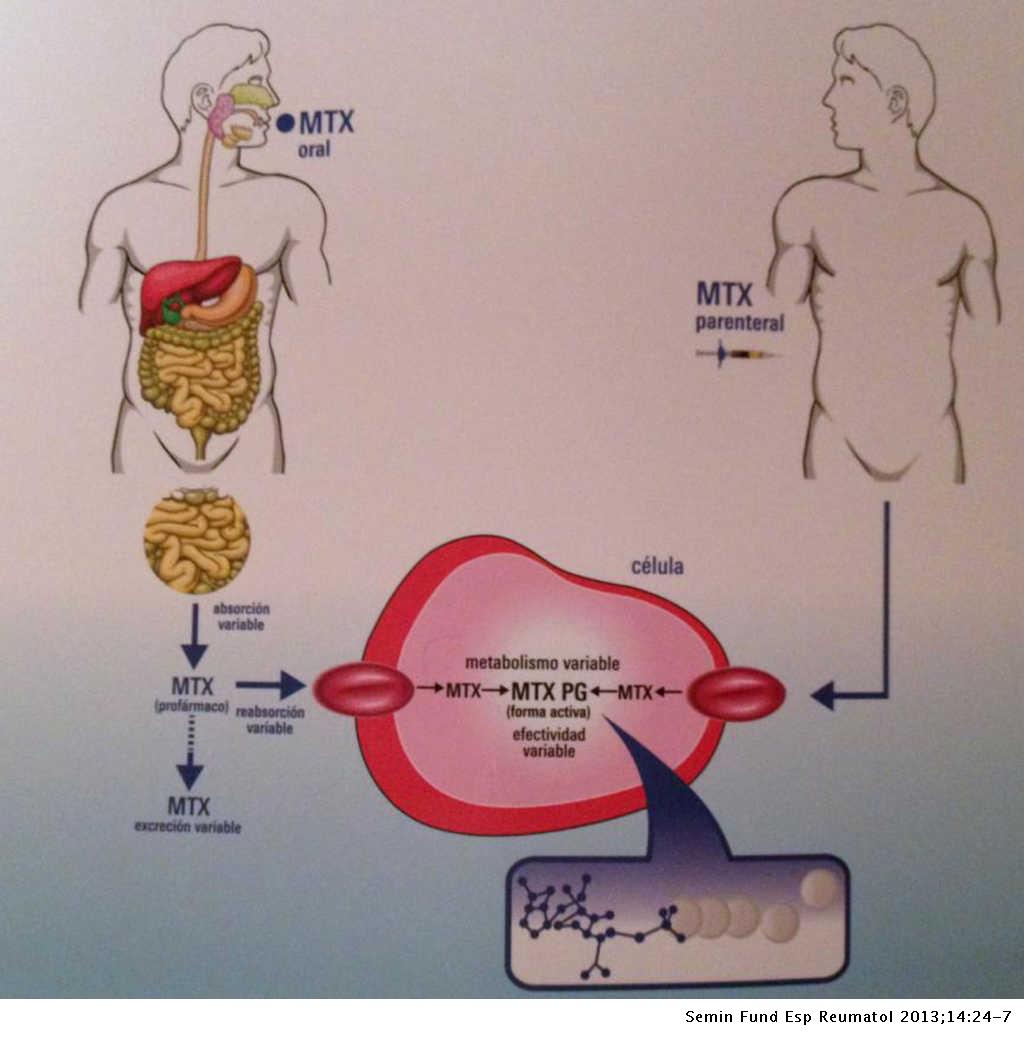 Óptima utilización del metotrexato Seminarios de la Fundación Española de Reumatología Óptima utilización del metotrexato Seminarios de la Fundación Española de Reumatología