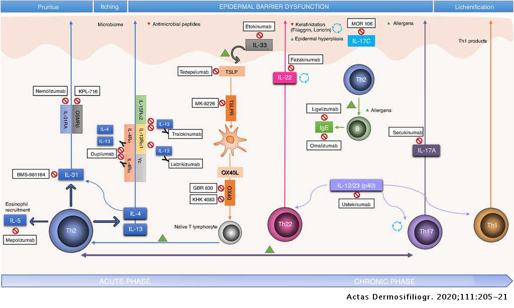 pathogenesis of atopic dermatitis