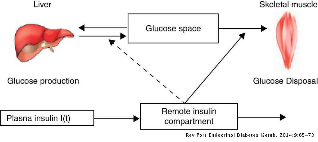 Assessment Of Methods And Indexes Of Insulin Sensitivity Revista Portuguesa De Endocrinologia Diabetes E Metabolismo