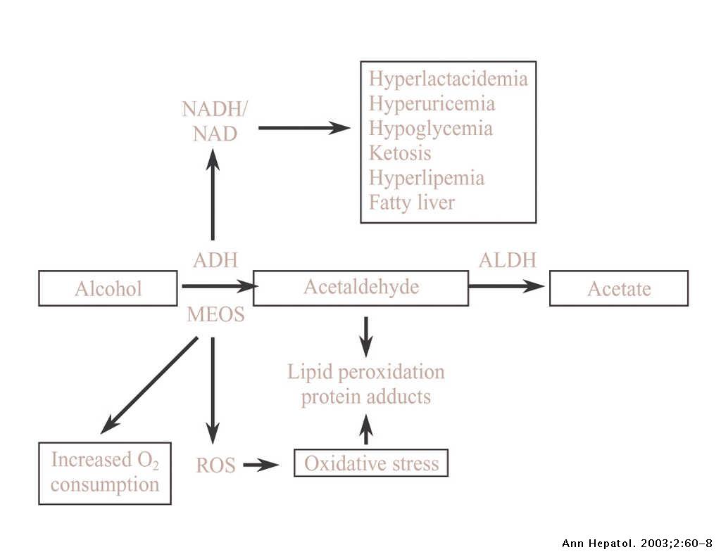 Current concepts in alcohol metabolism | Annals of Hepatology