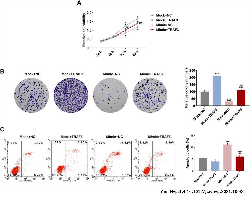 Microrna 494 3p Prevents Liver Fibrosis And Attenuates Hepatic Stellate Cell Activation By Inhibiting Proliferation And Inducing Apoptosis Through Targeting Traf3 Annals Of Hepatology Microrna 494 3p Prevents Liver Fibrosis And Attenuates Hepatic Stellate Cell Activation By Inhibiting Proliferation And Inducing Apoptosis Through Targeting Traf3 Annals Of Hepatology