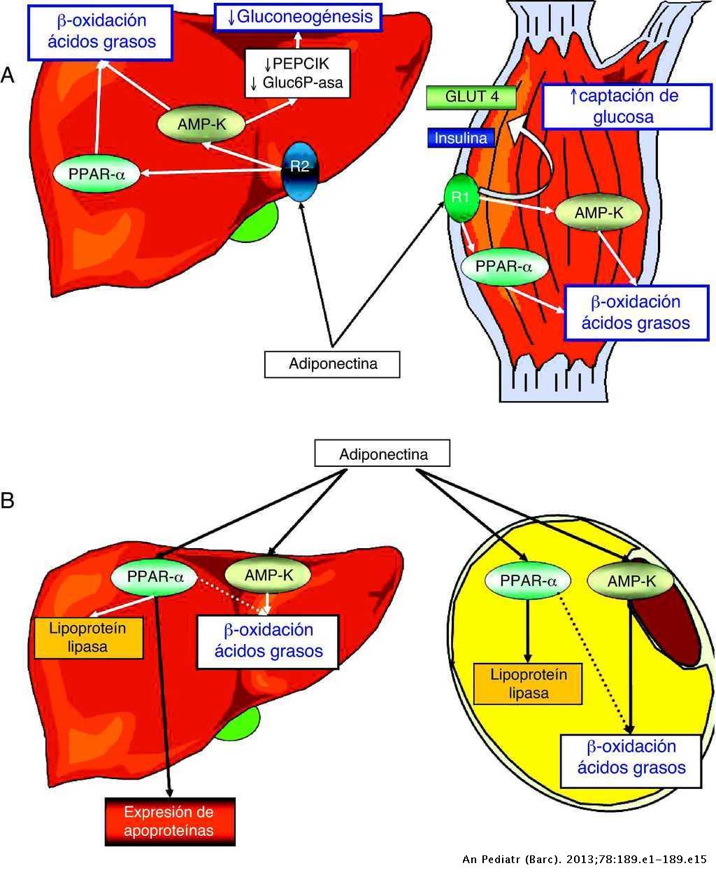 Maniquíes aproximadamente explique la funcion del atp en el metabolismo celular