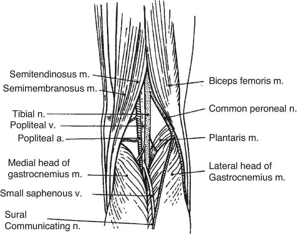 Clinical Anatomy of the Knee | Reumatología Clínica