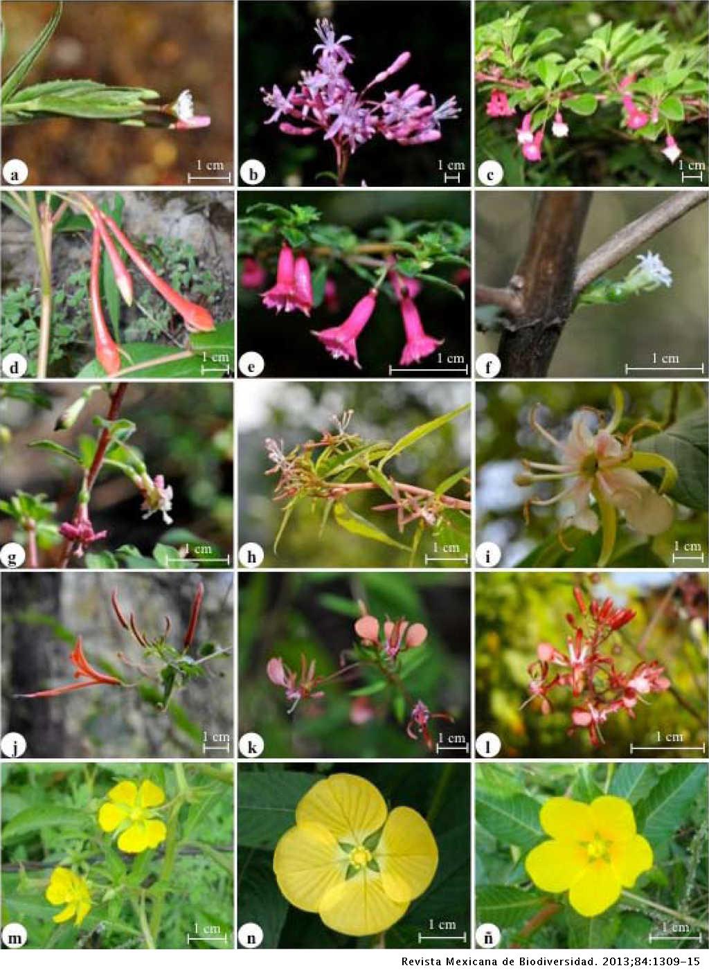 Onagraceae de Morelos, México | Revista Mexicana de Biodiversidad Onagraceae de Morelos, México | Revista Mexicana de Biodiversidad