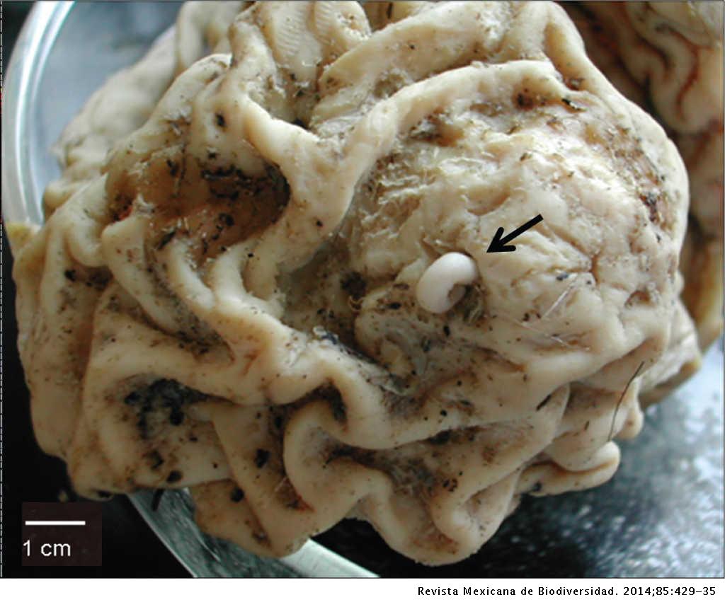 Inflammatory Response Caused By Larvae And Adults Of Gnathostoma Nematoda Gnathostomatidae In Vertebrates Of Mexico Including Humans Revista Mexicana De Biodiversidad Inflammatory Response Caused By Larvae And Adults Of Gnathostoma Nematoda Gnathostomatidae In Vertebrates Of Mexico Including Humans Revista Mexicana De Biodiversidad