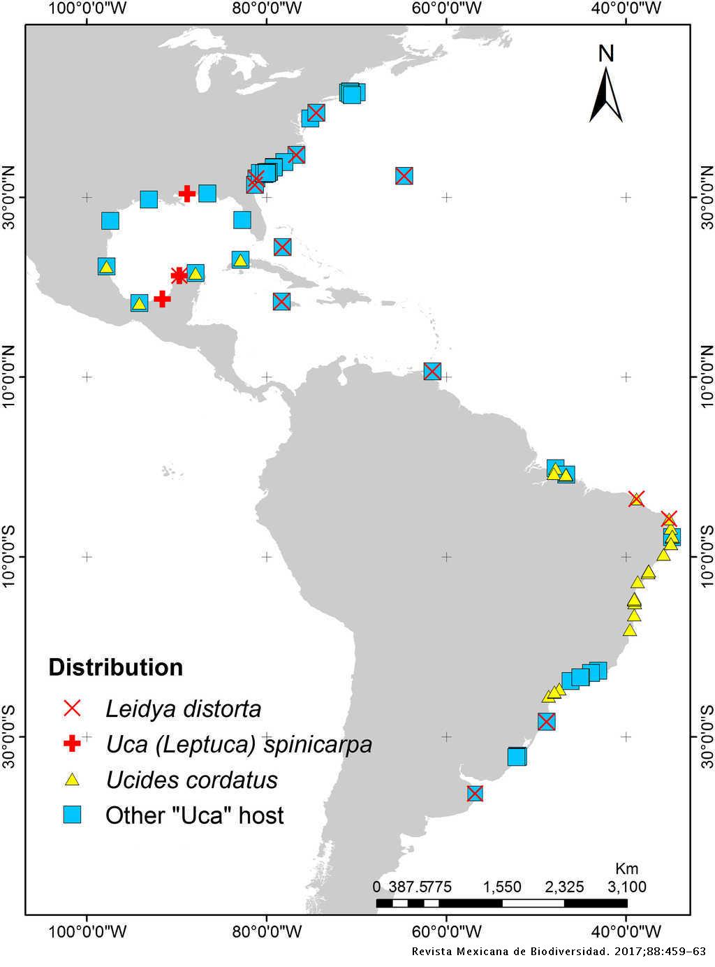 First Report Of The Parasite Crustacean Leidya Distorta Isopoda Bopyridae On The Fiddler Crab Uca Spinicarpa Decapoda Brachyura In Yucatan Coasts Mexico Revista Mexicana De Biodiversidad