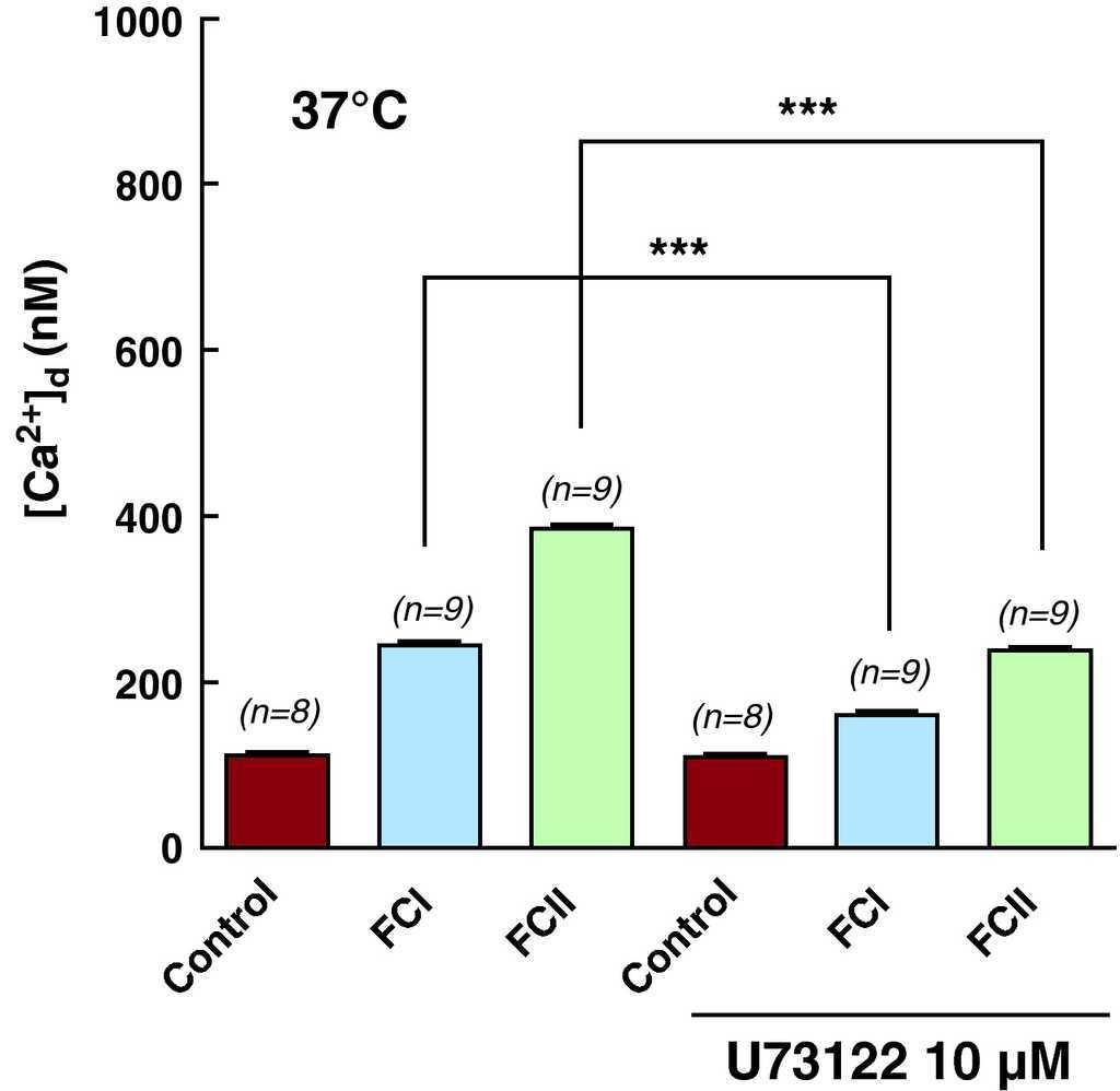 Dysfunction Of Diastolic Ca 2 In Cardiomyocytes Isolated From Chagasic Patients Revista Espanola De Cardiologia