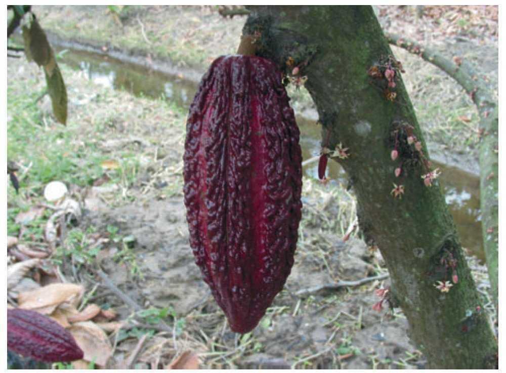 El Cacao Planta Medicinal Y De Deleite Revista Internacional De