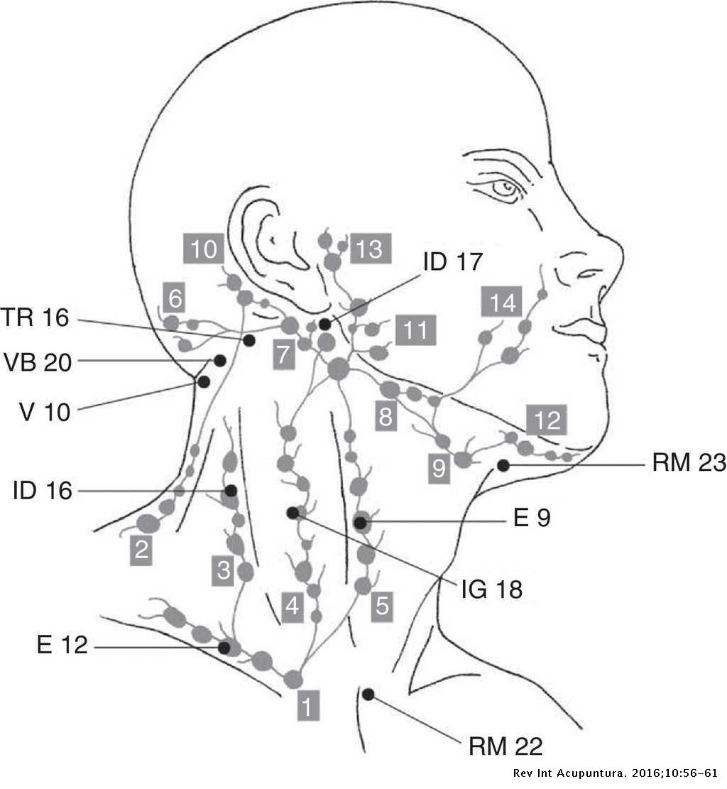 Interpretativo Mierda Emoción Meridianos distintos (Jīng Bié) y sistema linfático, comparación anatómica  y funcional | Revista Internacional de Acupuntura