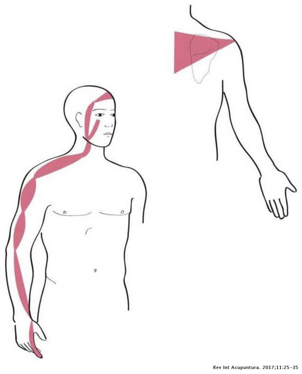 índice fecha Elucidación Síndrome subacromial: correlación clinicoecográfica con puntos y meridianos de acupuntura | Revista Internacional de Acupuntura índice fecha Elucidación Síndrome subacromial: correlación clinicoecográfica con puntos y meridianos de acupuntura | Revista Internacional de Acupuntura