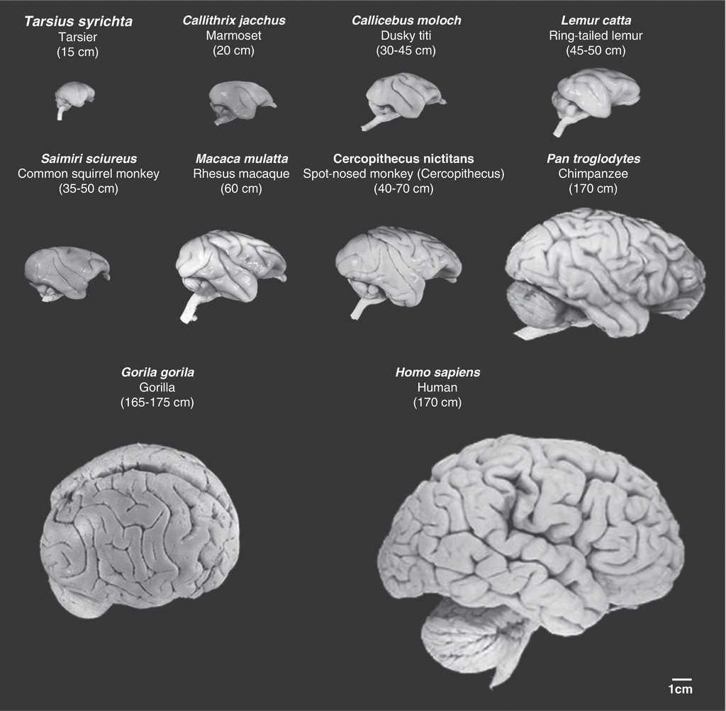 Размеры мозга животных