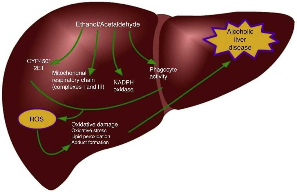 Oxidative Stress Caused By Alcohol