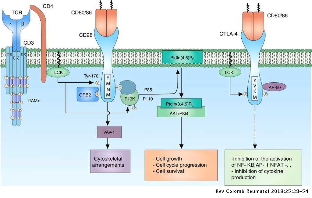T-cell activation, alterations in systemic lupus erythematosus: A ...