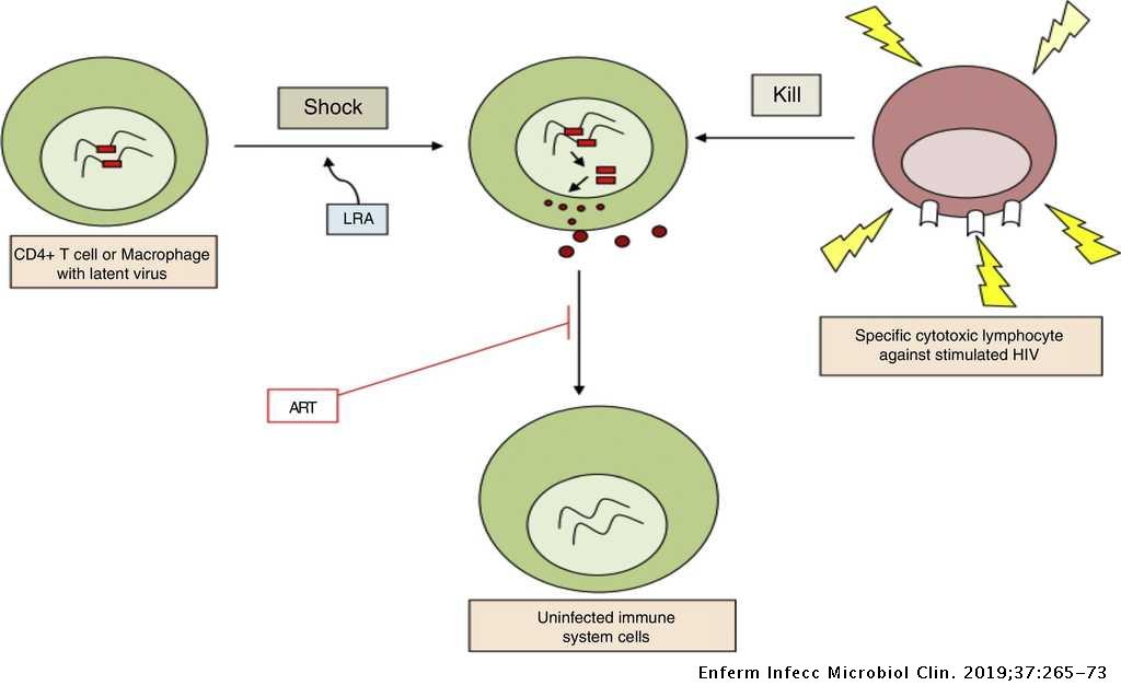 Strategies For The Cure Of Hiv Infection Enfermedades Infecciosas Y Microbiologia Clinica English Edition Strategies For The Cure Of Hiv Infection Enfermedades Infecciosas Y Microbiologia Clinica English Edition