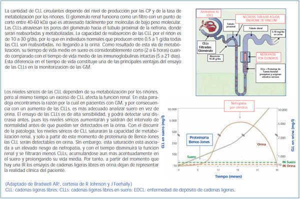 Anfibio Objeción Franco Valor del ensayo de las cadenas ligeras libres en suero para los pacientes  de gammapatías monoclonales e insuficiencia renal | Nefrología