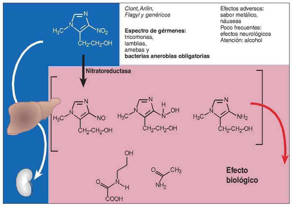 Los Antibioticos En Odontologia Quintessence