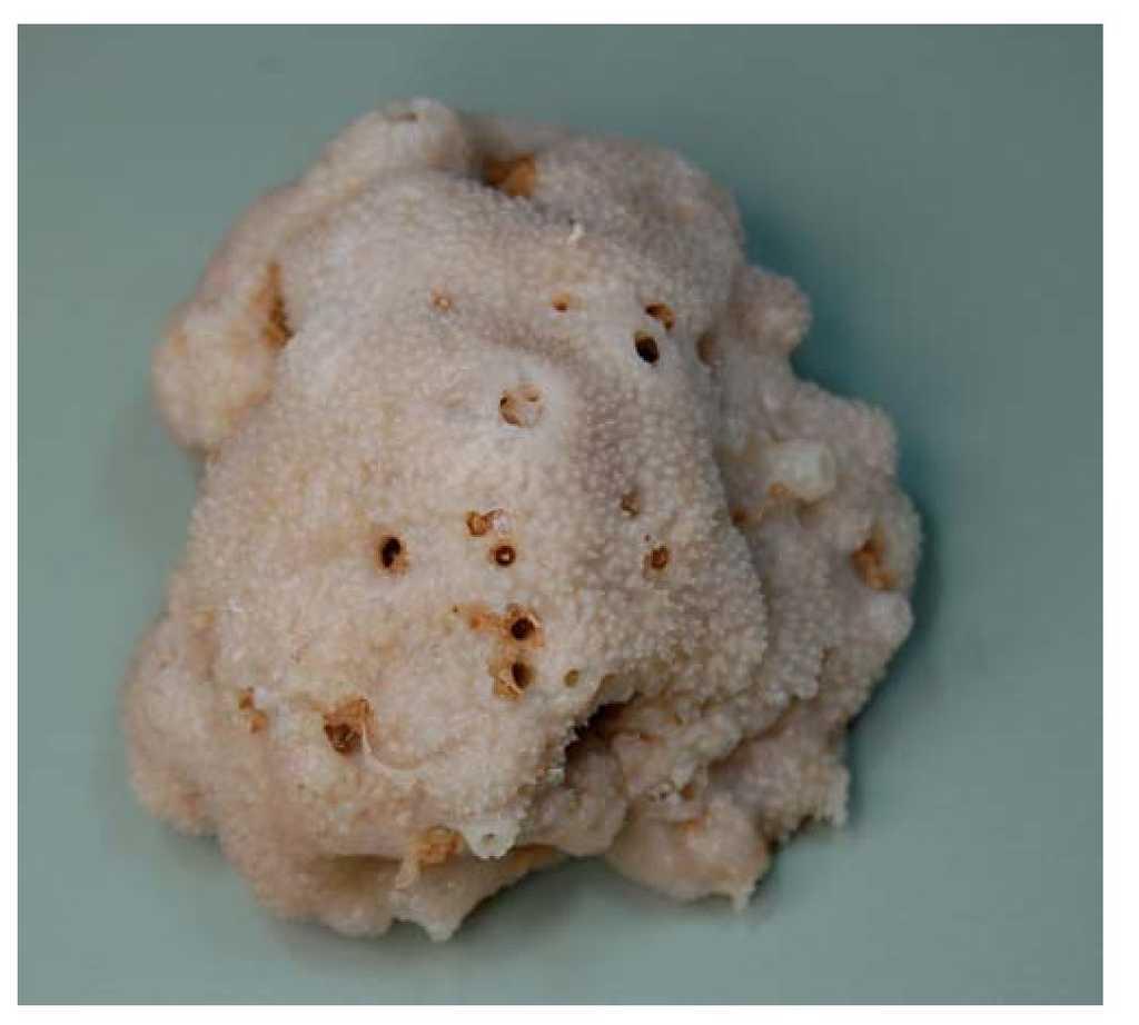 Spongia tosta de cómo una esponja se convirtió en medicamento