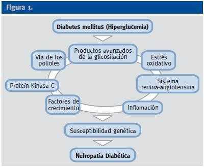 nefropatia diabetica fisiopatologia