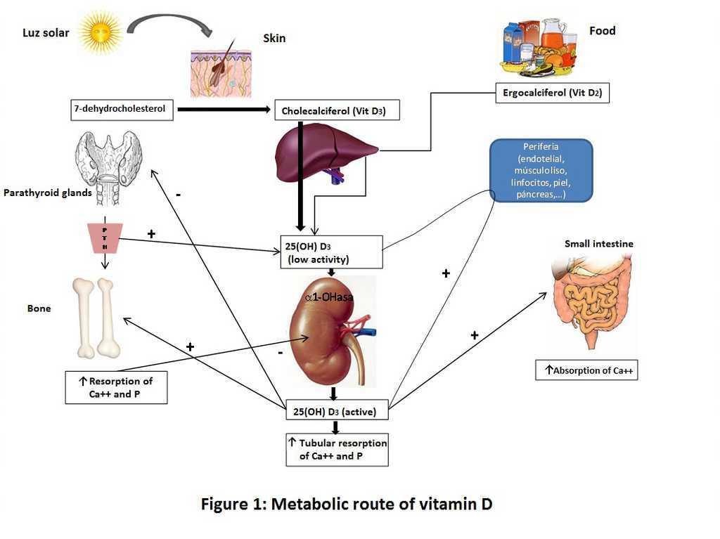 Vitamin D Vitamin D Receptor And The Importance Of Its Activation In Patients With Chronic Kidney Disease Nefrologia English Edition