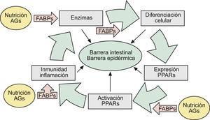 Aspectos nosológicos de los mecanismos comunes implicados en la formación y mantenimiento de las barreras intestinal y epidérmica: la ruta AFEP. Ver texto. AG: ácidos grasos; FABP: «fatty acid-binding proteins»: proteínas fijadoras de AG); PPAR: «peroxisome proliferator-activated receptors».