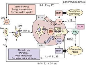 Las respuestas inmunológicas y sus implicaciones patogénicas. Ver texto. Ac: anticuerpos; Ag: antígenos; CPA: células presentadoras de Ag; IFN-γ: interferón gamma; IL: interleucinas; In.In: inmunidad innata; LT: linfotoxina; LTC: linfocitos T citotóxicos (CD8+); RMC: respuesta de mediación celular; RMH: respuesta de mediación humoral; TCF1: factor 1 de células T; TGF-β: factor beta transformador del crecimiento; Th: linfocitos T «helper»; TNF-α: factor alfa de necrosis tumoral; Treg: células T reguladoras. Las flechas discontinuas indican supresión.