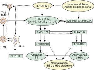 Implicaciones de la respuesta inmune Th2 en las alteraciones de la barrera epidérmica, y en el mantenimiento del circuito inflamatorio Th2/Th17 y supresión de la vía antiinflamatoria mediada por células Treg-IL-10. Repercusiones sobre el metabolismo lipídico. Ver texto. BE: barrera epidérmica; c-HDL: colesterol asociado a proteínas de alta densidad CL-i: células epidérmicas de Langerhans pro-inflamatorias; IFN-γ: interferón gamma; IL: interleucinas; LPET: linfopoyetina del estroma tímico; MAP17: proteína asociada a la membrana celula; PDZK1: gen que se localiza en la misma región del cromosoma 1q21 relacionada con la DA; Th: linfocitos T «helper»; Treg: células T reguladoras.