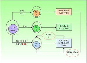 La diferenciación del linfocito T colaborador (Th) puede realizarse en tres líneas diferentes (Th1, Th2, Th17) según las diferentes citocinas que lo estimulen. En la diferenciación del linfocito Th17 intervienen varias citocinas; el TGF-α y la IL-6 son los principales encargados de la diferenciación a Th17, mientras que la IL-23 lo es de la supervivencia y proliferación del linfocito. Entre las múltiples citocinas secretadas por el linfocito Th17 la IL-21 ejerce un papel de retroalimentación positiva.