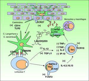 Efecto inmunomodulador de la vitamina D en la piel. La producción de vitamina D promueve la respuesta inmune innata a través de la activación en el queratinocito epidérmico de receptores inmunes tipo catelicidina, CD14 y TLR2 (toll like receptor) y de la activación del ligando CCR27, el cual atrae al linfocito T. La vitamina D además estimula la diferenciación y activación de monocitos y macrófagos a través de la inducción de p21 y C/EBPb. Por el contrario, la vitamina D disminuye la capacidad de reconocimiento antigénico de las células de Langerhans, la maduración de las células dendríticas y la presentación antigénica (disminución de los receptores CD40 y CD80/86). Inhibe la producción de Th1 a través de la disminución de la síntesis de IL-12 y aumento de TGFb1 e inhibe parcialmente la acción de los Th1 a través de la disminución de la producción de citocinas IL-2, INFg, TNFα e IP-10. Por otro lado, se estimula la diferenciación a linfocitos Th2 (sobreexpresión del receptor T1/ST2 de la IL-1). La vitamina D produce además una sobreexpresión de genes GATA-3 y D-maf que promueven la liberación de citocinas IL-4, 5, 10, 13 en estos linfocitos.
