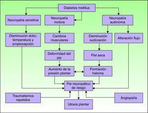 Mecanismos fisiopatológicos de la ulceración en el pie diabético. Adaptada de Boulton AJM15. La neuropatía y la vasculopatía son los dos factores más importantes en el desarrollo de una úlcera en el pie diabético.