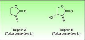 Chemical structures of tulipalin A and B.