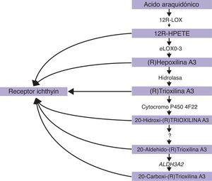 Representación esquemática de la vía de las hepoxilinas, en la que participan los genes ALOXE3, ALOX12B, NIPAL4 y CYP4F22 responsables de algunos cuadros de ICAR.