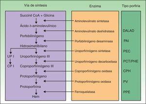 Clasificación de las porfirias. CP I: coproporfirinas isómero I; CPH: coproporfiria hereditaria; DALAD: porfiria por déficit de aminolevulinato deshidratasa; PAI: porfiria aguda intermitente; PCT: porfiria cutánea tarda; PEC: porfiria eritropoyética congénita; PHE: porfiria hepatoeritropoyética; PPE: protoporfiria eritropoyética; PV: porfiria variegata; UP I: uroporfirinas isómero I.