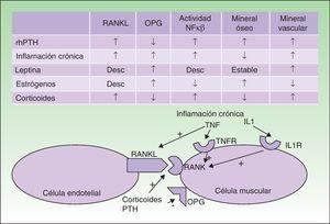 Resumen de efectos de los factores predisponentes y esquema de interacciones intercelulares y activación de NFκβ. Desc: desconocido.
