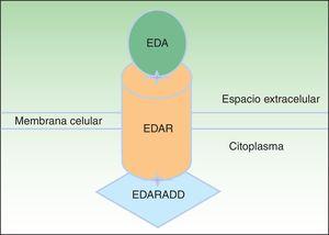 Vía de la ectodisplasina-EDAR-EDARADD. La proteína ectodisplasina-A (EDA) se une al receptor de la ectodisplasina-A (EDAR), localizado en la región extracelular de EDAR. EDAR contiene además una región transmembrana y un death domain en la región intracelular, a través del cual se une con el death domain de EDARADD. Modificada de Lu PD et al.36.