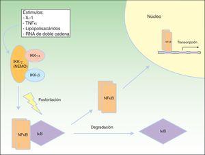 Vía NEMO y NFkB. NEMO (IKKγ) es el componente regulador del complejo IKK. Ante diferentes estímulos se activa y fosforila a IκB, produciendo su degradación y la liberación de NFκB, que viaja al núcleo celular donde activa genes de transcripción. Modificada de Nelson DL73.
